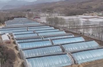 特色农业产销两旺 科技赋能乡村振兴