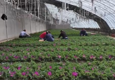 温室大棚“蔬”写乡村新途景 特色产业让希望的田野有“新”更有“兴”
