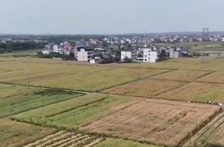 良种“上新”促油菜“单产+效益”双增 乡村振兴再添“新引擎”