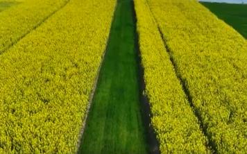丰收在望！今年我国冬油菜面积1.1亿亩 连续7年增加