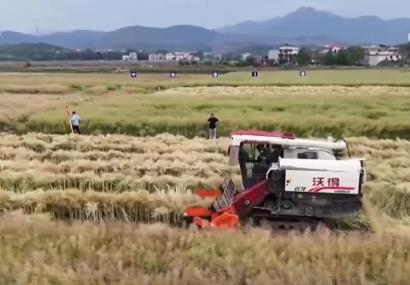 丰收在望！“稻—稻—油”三熟制种植模式下 油菜单产刷新纪录