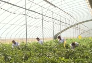 果树“打吊瓶”、无人驾驶播种机……科技“金钥匙”解锁乡村振兴新图景