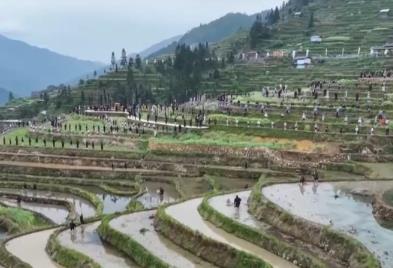 开秧门、采樱桃……打好地方“特色牌” 农文旅融合撑起村民“钱袋子”