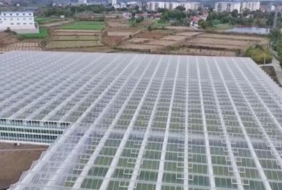 亩产增收6000元+全年多轮采收：智慧农业带来真金白银