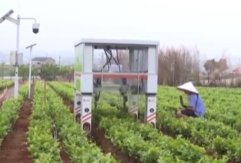 鲜花颜值变为经济产值 “农文旅+智慧农业”奏响乡村振兴“奋进曲”