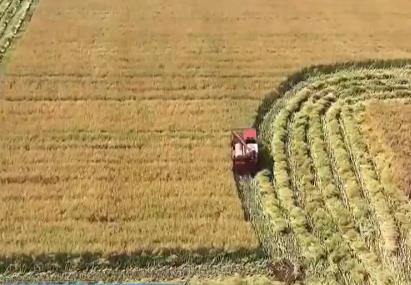 我国夏油大面积收获 预计单产高于上年