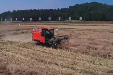 单产提升在望！高油高产品种增产 牢牢守住“粮袋子”拎稳“油瓶子”