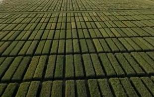 新品种“同田竞秀”种出新希望 科技农业“金种子”夯实丰产基础