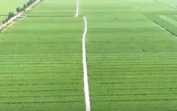 “科技护航+精准服务”保丰收 希望田野上绘就“三夏”农忙好“丰”景