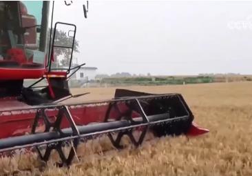 夯实丰收 端牢饭碗！小麦主产区增强服务保障 全力护航“三夏”机收