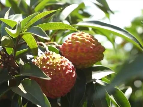 农产品出口迎来新机遇 为返乡创业青年提供了新舞台