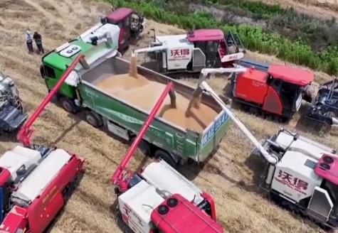 我国夏粮大规模机收全面展开