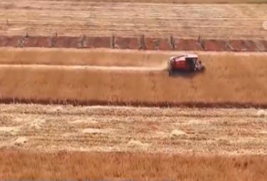 科技赋能 助力各地小麦丰产丰收