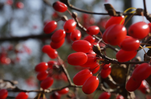 西峡山茱萸入选全国名优农产品名单 助力仲景中医药高质量发展