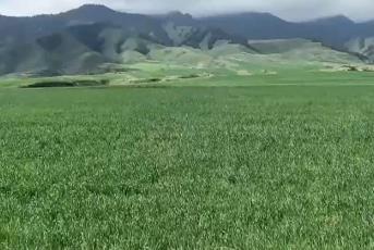 好山好水孕育好庄稼 天山脚下数万亩优质小麦长势正好