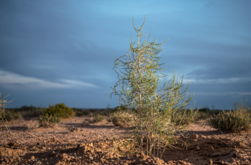 世界环境日 | 21年守望，种下的梭梭，扎下家园的根与梦