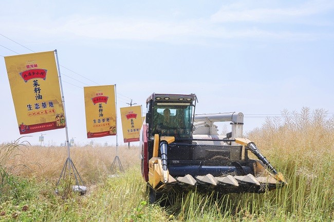 【全程见证】10万瓶外婆乡小榨菜籽油新油下线免费送！每一滴菜油品质安全有保障