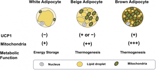 藏在你身体里的“减脂小火炉”：原来瘦不下来，是少了棕色菌！