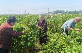 山东鄄城：返乡创业在“家门口”铺就群众致富路