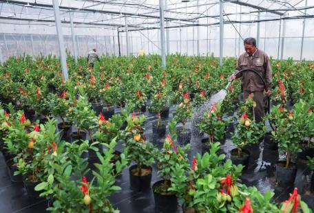 “佛手之乡”推进产业升级 助力乡村振兴