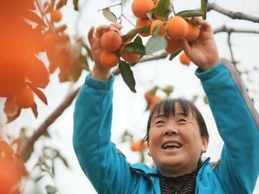 一枚柿子的“乡村变形记”