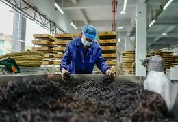 我国红茶加工技术领域实现多项突破性进展