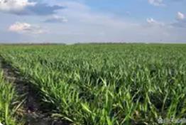 全国冬小麦播种过四成