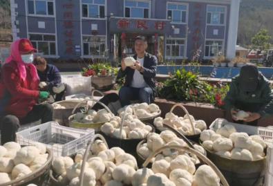 新民村“猴头菇”引领乡村振兴，打造“中国猴头菇之乡”新名片