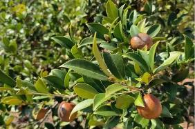 政策“组合拳”发力显效 “十四五”期间我国茶油产量增长53%