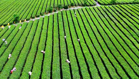 广东英德市：“两大百亿”助力“百千万工程”实现三年初见成效