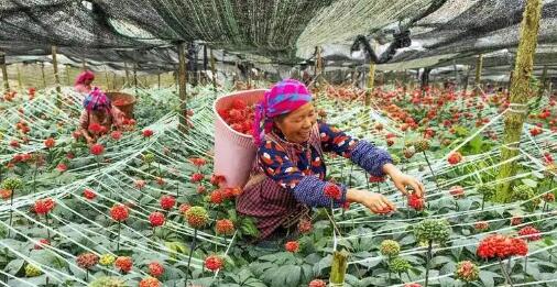 串联生态价值、药食价值、经济价值 云南文山州推动三七产业高质量发展