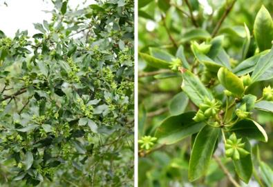 “中国八角之乡”建成八角“基因库”，告别“看天吃饭”