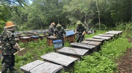 突破31亿斤！龙江森工集团2025年森林粮食产量再攀新高