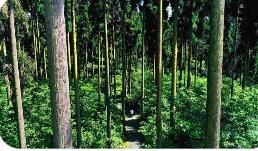 国家发展改革委等部门印发意见 加快建设现代化国有林场