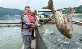 安徽太湖县：有机鳙鱼