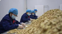 甘肃中药材稳步拓展欧盟市场