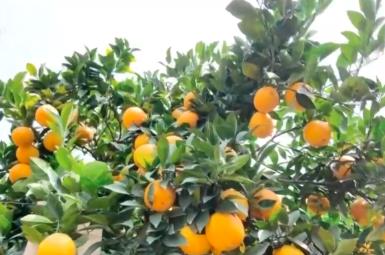 “智慧农业+双向物流”助力乡村振兴 小橙子成为农户“致富果”