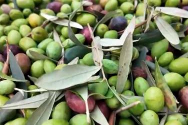 “金果子”迸发致富大能量 “洋树种”本土化蝶变成百姓致富“聚宝盆”