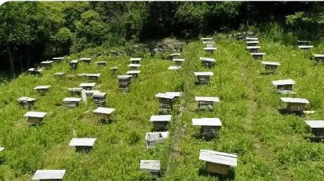 陕西留坝：甜蜜产业“酿”出共富新路