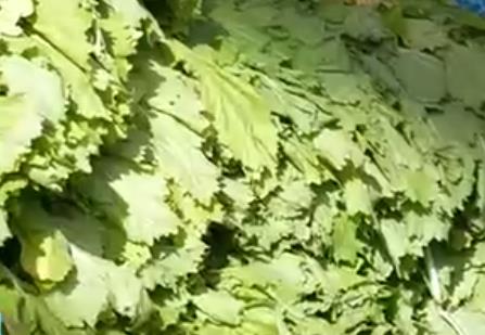 时令蔬菜大量上市丰富“菜篮子” 冬日餐桌“鲜”气十足