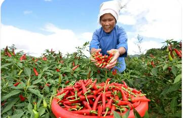 贵州特色食用农产品产业发展稳中有进