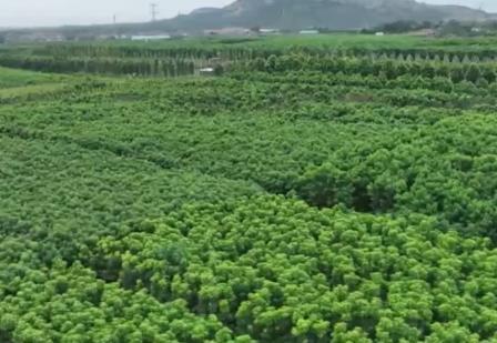 关键进展！我国林业良种选育精度提升至70%以上 为“扩绿、兴绿”护航