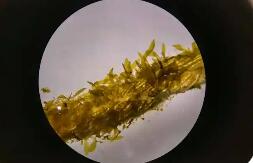 福建实现裙带菜南方育苗零的突破