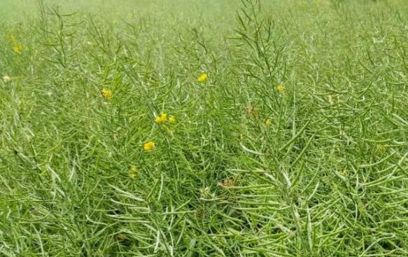 湖北油菜籽创历史新高，年产量超300万吨