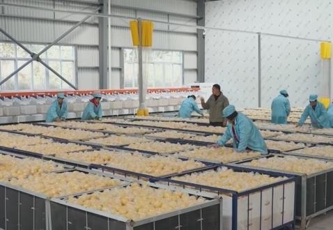 “服务+科技”擦亮特色产业“金字招牌” 农户增收“节节高”