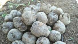 精深加工助云南富源魔芋实现价值跃升