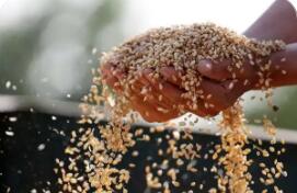 减损是增产 降耗亦增收 智能化新装备开启节粮减损新时代