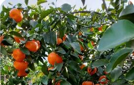 广西荔浦深耕“靠山吃山”新内涵 “花果山”变农户增收“聚宝盆”