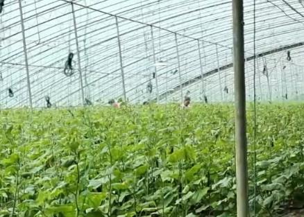 从“冬闲”变“冬忙” 反季节种植让村民“富起来”乡村振兴“火起来”