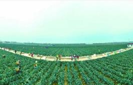 “中国西兰花之乡”江苏响水，如何进一步“心花怒放”？